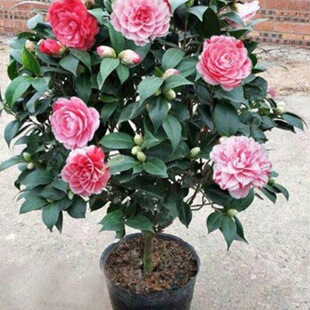 �軨��������ɽ�軨�����ļ��_���܎�������ɫ�൤�҃����̨�Gֲ