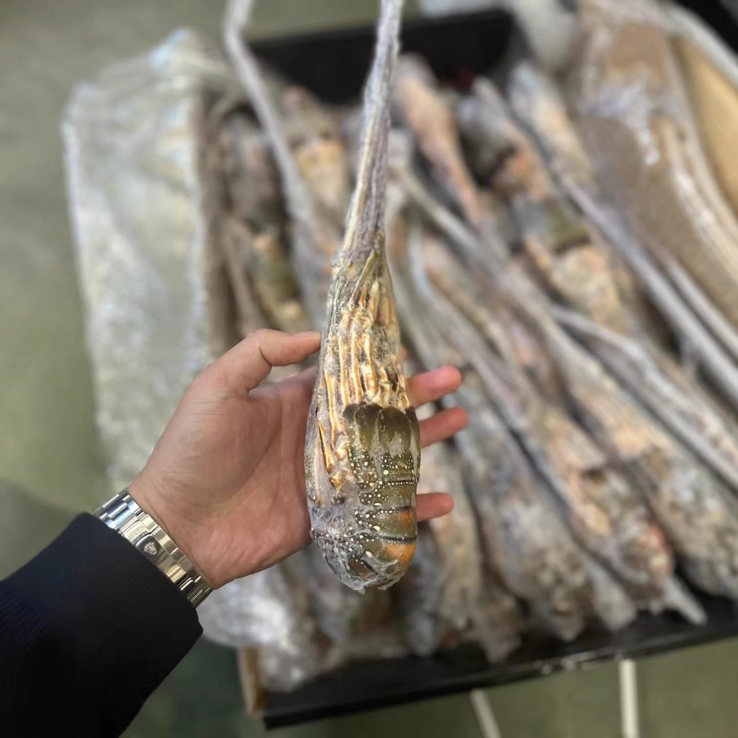 跨境小青龙虾鲜活速冻大花龙冰鲜大海虾大青龙各种龙虾厂家直发