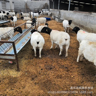 �|���Ų��d���Bֳ�� �������l�Ų������ �����������һֻ