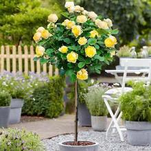 树状月季花苗特大花老桩嫁接欧月树桩四季开花卉盆栽别墅庭院植物