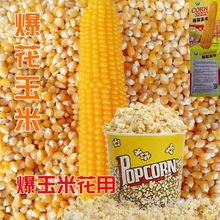 爆花玉米种子专用球形高产抗病早熟爆裂玉米种子春季庭院大田种植