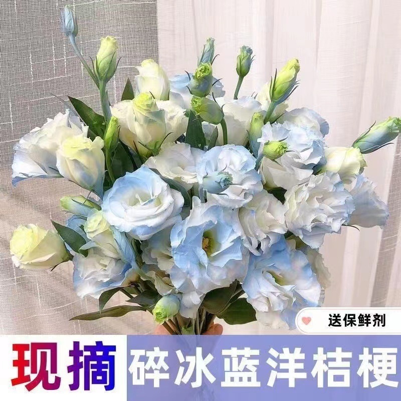 レアカラーのエリュケンバの花、新鮮なミックス、屋内水耕栽培、家庭用フラワーアレンジメント、オフィス、雲南基地直送|undefined