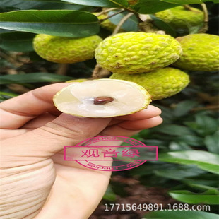�^���G��֦������֦������Ц��ζ��֦�޽Ә�����֦���Ե���ͥԺ��