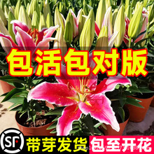 ��ˮ�ٺϷN���M���ذ���^�}���玧ѿ�����ͺ��҃����ļ��_���Gֲ