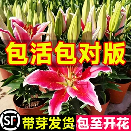 盆栽;园林果树;灌木