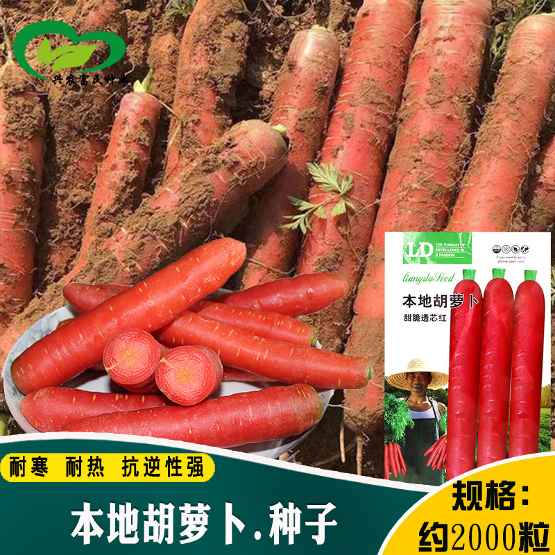 Local Carrot Seeds Farmland Vegetable Garden Balcony Potted Hybrid Fruit Red Skin Red Core Carrot Seeds Local Carrot Seeds Farmland Vegetable Garden Balcony Potted Hybrid Fruit Red Skin Red Core Carrot Seeds