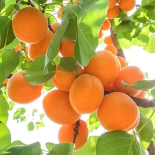 ����Y���Ә�����ش�޽��������������Ե���ͥԺ�Ϸ������Nֲ��