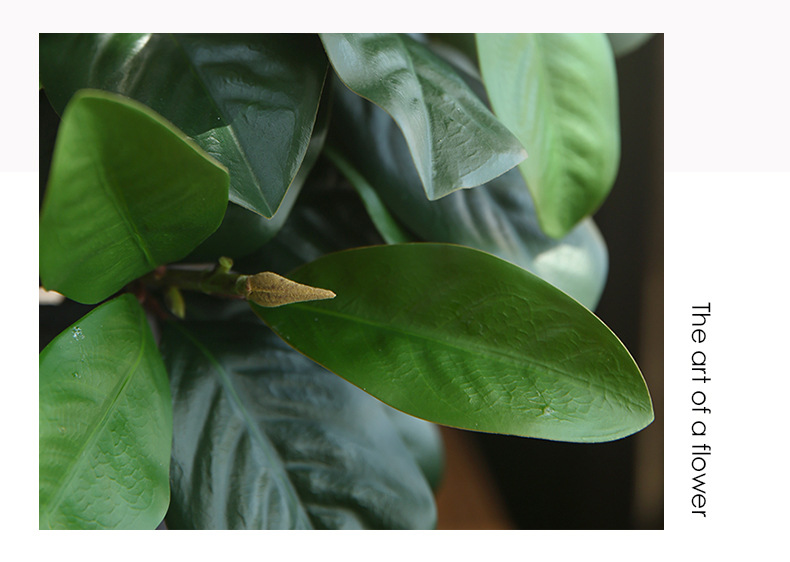 1玉兰叶_13.jpg