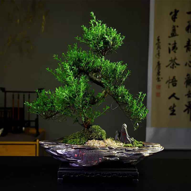 Бонсай из малолистового красного кипариса, комнатное зеленое растение в горшке, старый сучок для украшения гостиной, офиса или рабочего стола, растение в подарок.
