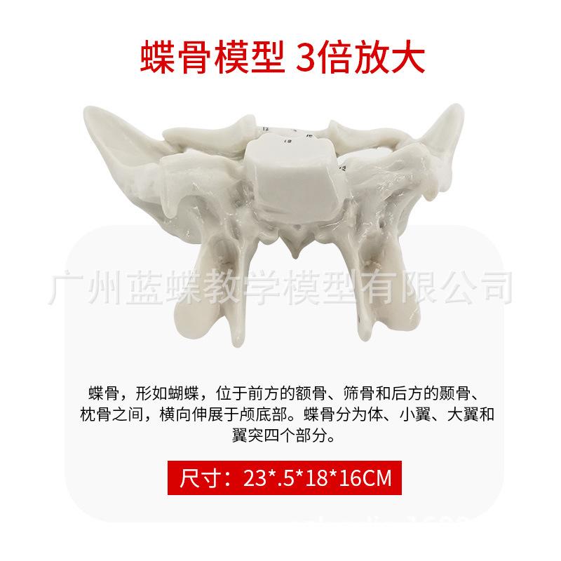 �ǵ���ɸ�ǷŴ����ģ�� �����������ģ�� �ǿ�ҽѧ�����̾�