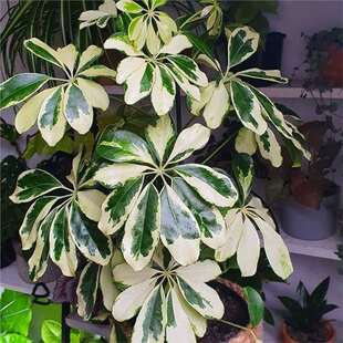 ���~����ľ�Z�Ʋ�����ϲ�ֲ������՚�Ҋ���ͻ�Ļ����B�����՚�