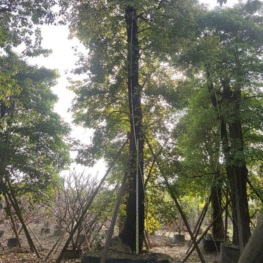 2111 Поставка кленового риса диаметром 47 см