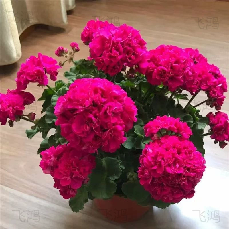 Саженцы цветов в горшках с двойными цветками герани цветут круглый год во дворе, на внутренних и наружных балконах, в легко выращиваемых цветочных горшках.