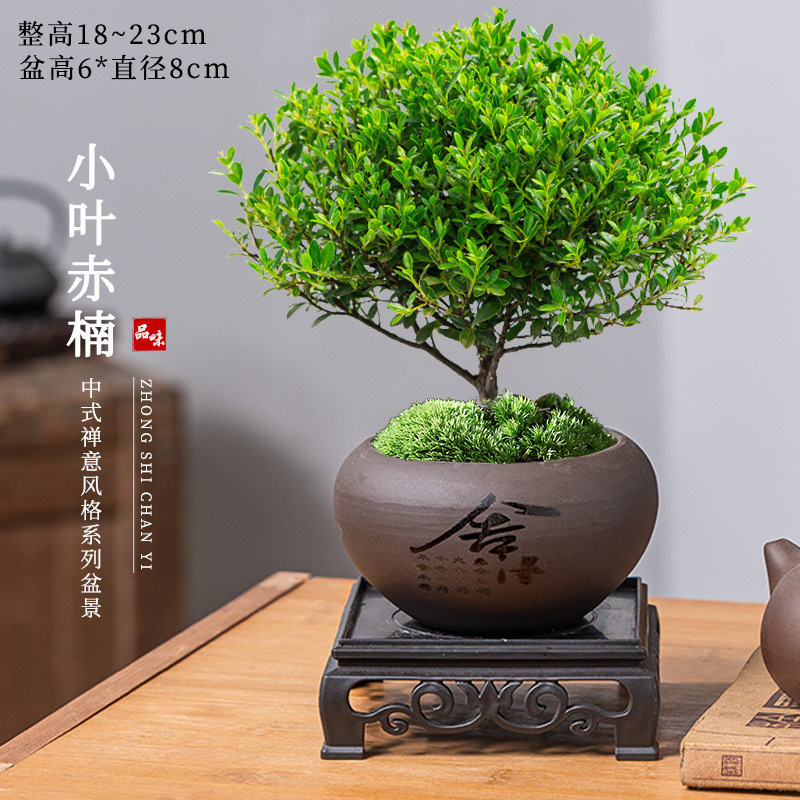 Miniature Potted Plants of Small-Leaf Red Cypress for Office Desktop, Easy-To-Care-For All-Season Bonsai with Aged Stump