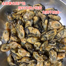 200头小号蚝鼓干牡蛎干 生蚝干煲汤煲粥海产品干货500克装