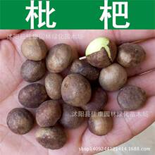 ��ľ�N�� ���˷N�� �J�� ����N�� ���˘�N�� 1��=1��