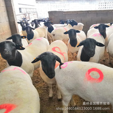 羊羔养殖场 杜泊绵羊活羊苗价格 湖羊肉羊羔哪里的便宜 山东绵羊