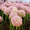 Big flower onion potted onion flowers outdoor green plants, cold -resistant heat -resistant flower and green onions, suitable for lazy flowers to plant