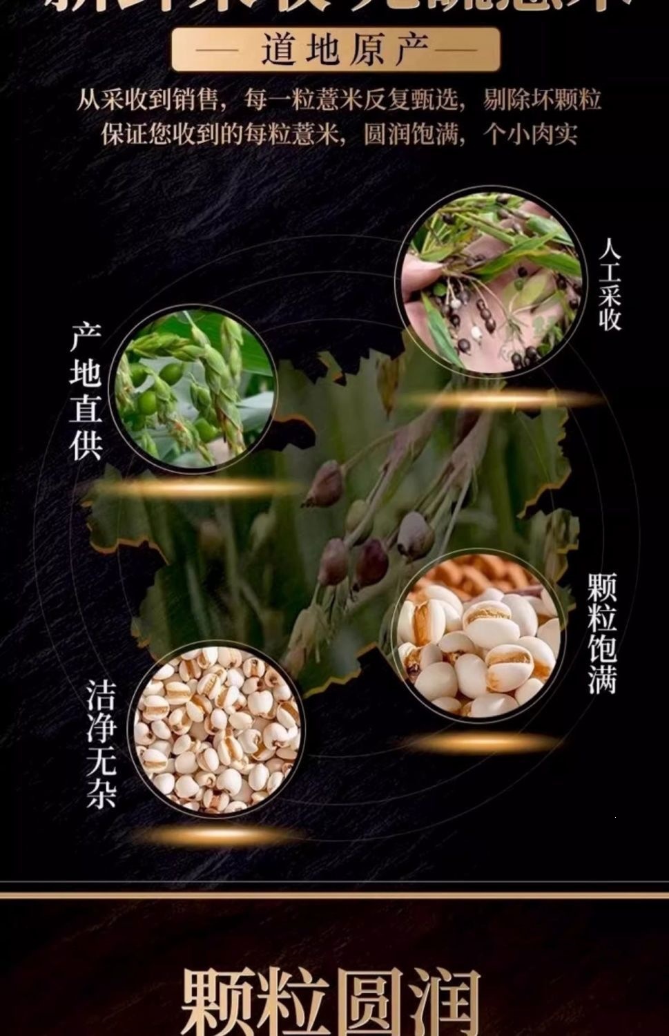 Stir-Fried Coix Seed Yi Yi Ren 500g Roasted Job's Tears for Tea Soup and Congee overview