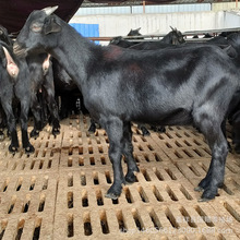 纯种杜泊绵羊 小羊羔育肥羊苗 美国白山羊活体黑山羊高产量奶山羊