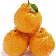 正宗四川知火丑橘新鲜斤丑八柑橘子丑橘耙耙桔春柑见当季水果