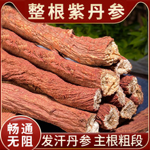 丹参的功效和作用十年整根紫丹参条山东莱芜白花丹叁中药材