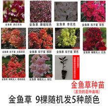 �ļ����ܽ��~Ѩ�PС���̨ͥԺ���ܷN����}�ܷN������