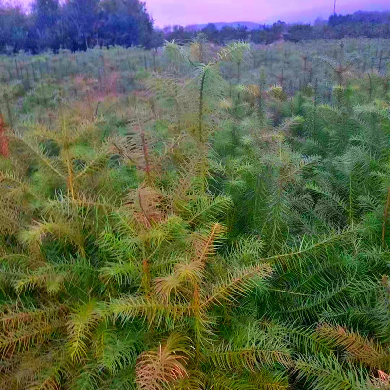 微信图片_20240705233212_副本