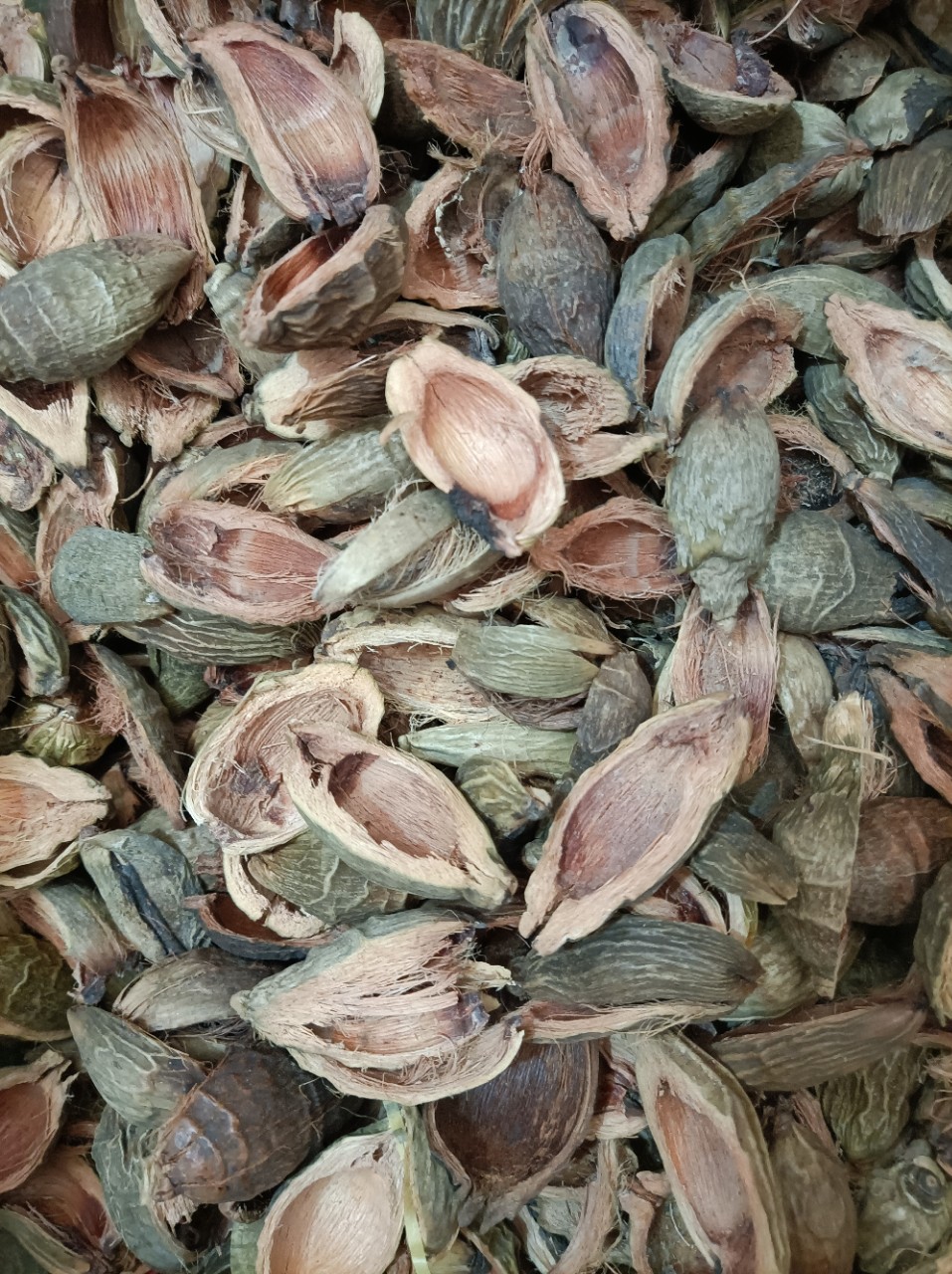 Da Fu Pi (Areca catechu Pericarp) — Dried Food Herb for Tea & Soup specifications