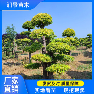 ���U���ͽ��~�ܘ� �@ˇ�G����ľ �ڷ�M ��ֲ���ߗU���~����