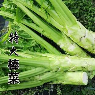 ���˷N�Ӵ���˷N�ӱ�Ƥ�N�ӽ�˷N���Ĵ��خa���˷N�߲˷N��
