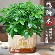 八方来财鸭脚木盆栽植物室内外桌面绿植七叶莲清新净化空气发财树