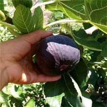 ���R˹�o����������ˮ���ҟo�����������Ե��ԷNֲ����Y��������