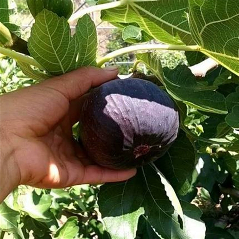 Грация Инжир рассада сахарное сердце Персик Инжир рассада горшечная посадка плодовых саженцев