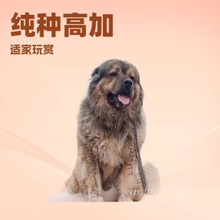 ���͸߼�������Ȯ��Ȯ���w����С���o�lȮ���N����Ȯ����Ȯ���ﹷ