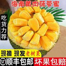 海南菠萝蜜新鲜水果一整个木波萝黄肉干苞当应季大树菠萝顺丰包邮