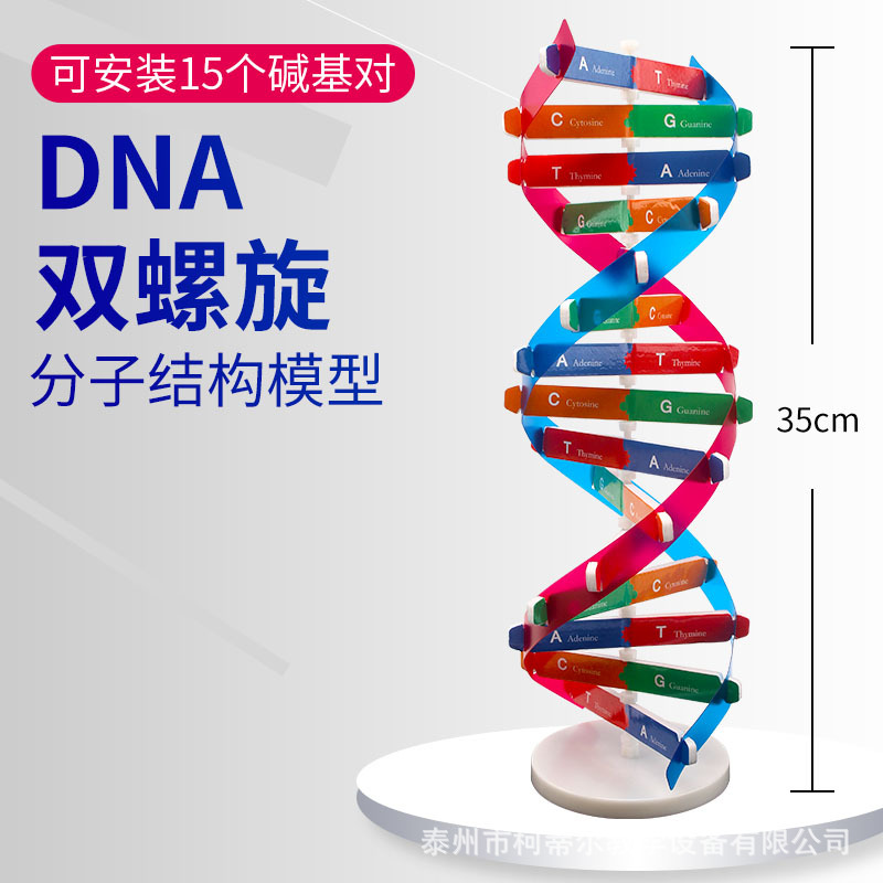 DNA双螺旋结构模型双链中小学科技制作实验科普生物基因教学仪器
