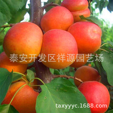 出售红丰杏树苗 自产自销凯特杏树苗 批发红太阳 荷兰香蜜杏树苗
