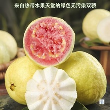 红白心芭乐双拼5斤芭乐番石榴鸡屎果水果可口冰淇淋口感番石榴