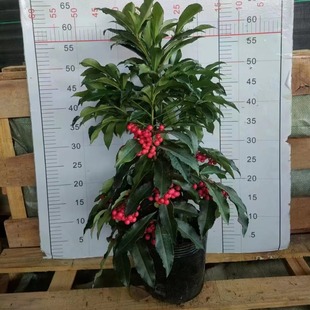 Fortune Seed Potted Plants Also Known as Gold 0kg Plants Indoor Living Room Office Pot Green Plants