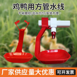 鸡用饮水器 钢球连体吊杯接水杯雏鸡鸭鹅水线设备自动乳头饮水器