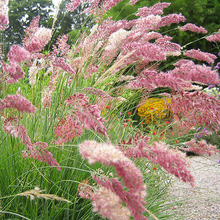 �S�����lë�ڲݷN�� �f�����۲��^�p��ͥԺ�����^������ֲ��N��