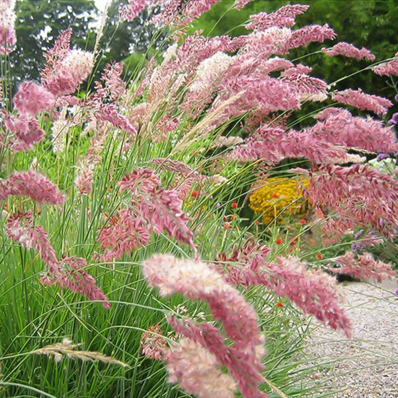 Фабрика оптом волосатая Корона трава Семена клумба бутон сахарная трава декоративная трава двор Цветок граница цветок семена растений