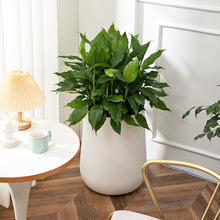 北欧简约塑料自吸水花盆商场客厅家居装饰绿植盆栽厂家批发蓄水盆