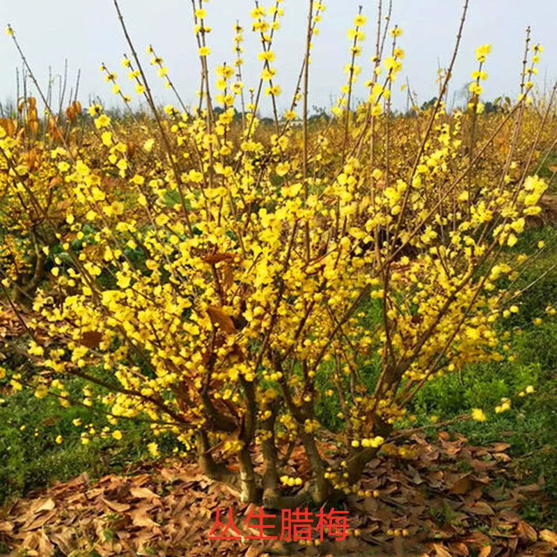 Chimonanthus praecox саженцы кластер Горшечное растение леденец в форме прививки простое сердце Chimonanthus praecox садовая посадка саженцы