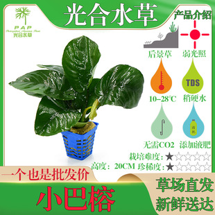 ˮ������Сˮ��С���Ŵ���Ż��w����ˮ���쾰��ˮֲ���~�׳�ľ