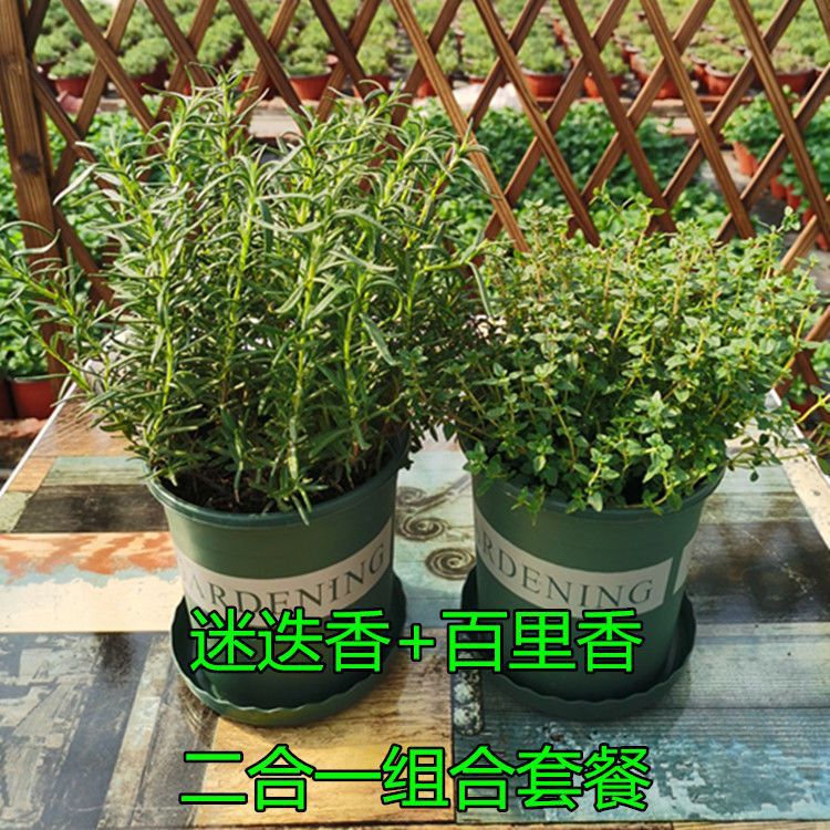 迷迭香薄荷甜罗勒牛至紫苏香料香草盆栽绿植百里香可食用食用级
