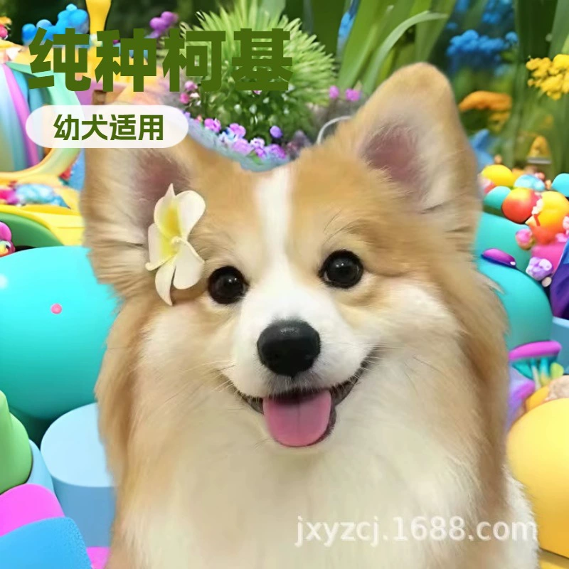 Оптовые щенки корги, живые собаки, щенки, чистокровные собаки, домашние собаки, корги, маленькие собаки, живые животные