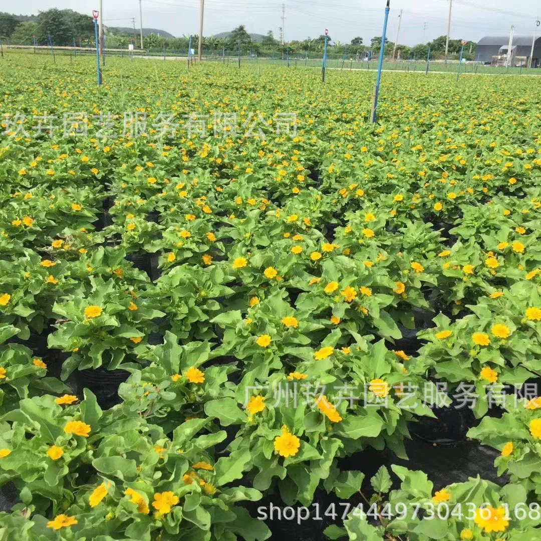 Императорские Цветочные растения хризантемы маленькие горшечные домашние офисные горшечные парки озеленение растений