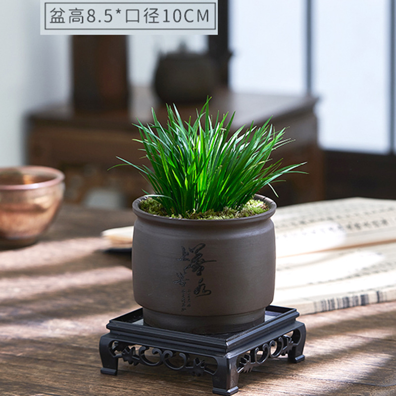 Dinero Acorus acorus bonsai pequeña maceta de oficina decoración de mesa de té modelado Zen迷 interior micro paisaje flor verde